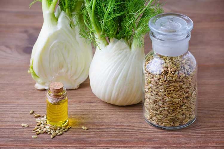 Medicinal properties of fennel + fennel + fennel + fennel + fennel + fennel + fennel + fennel + fennel + fennel + fennel benefits + fennel + fennel + fennel + fennel + fennel + fennel + fennel + fennel + fennel + fennel + fennel + fennel + leaves Fennel + Anise + Anise + Boiled Anise + Anise + Rose Eggs